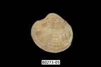 藏品(維納斯簾蛤)的圖片